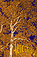 Automne - PHCN0040 - Cliquez pour agrandir